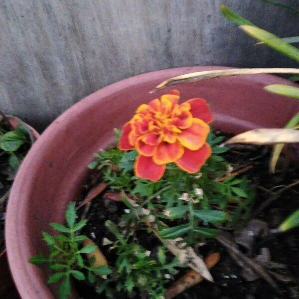 Tagetes patula Květ