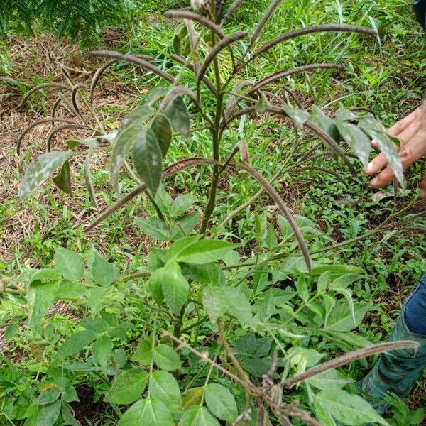 Senna hirsuta Leaf