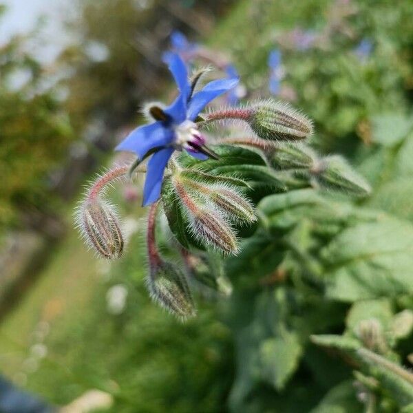 Borago officinalis Flower