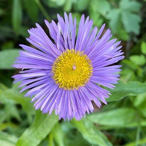 Erigeron speciosus Flor