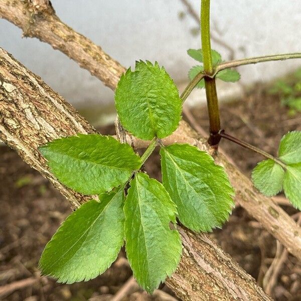 Sambucus canadensis Liść