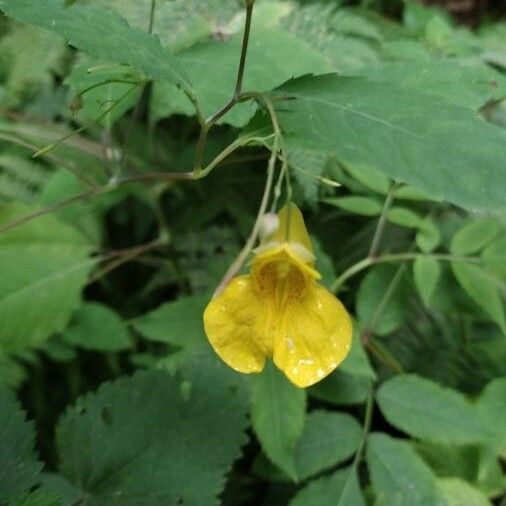 Impatiens noli-tangere Cvet