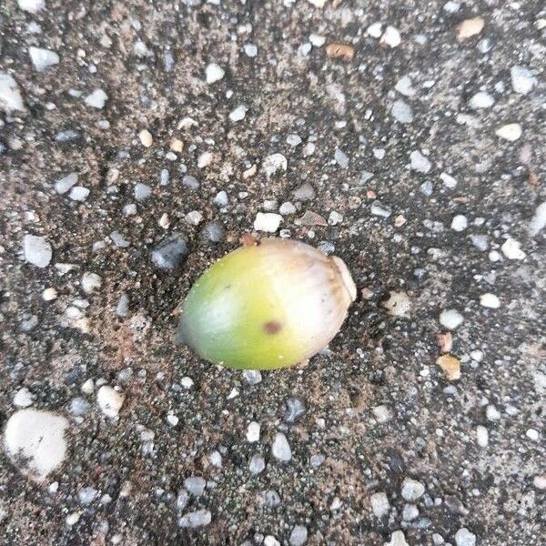 Quercus fusiformis Fruit