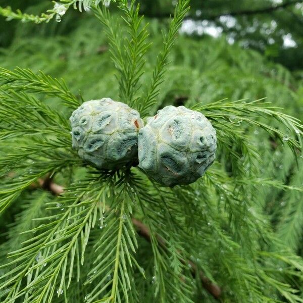 Taxodium distichum Frukt