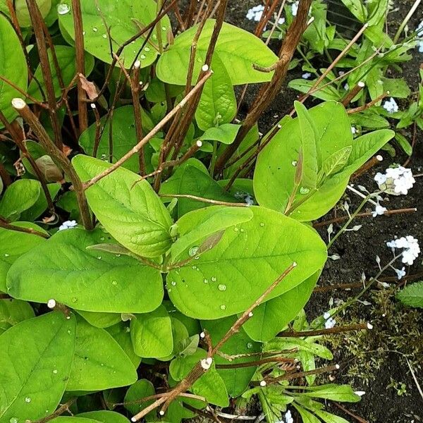 Gaultheria shallon Leaf