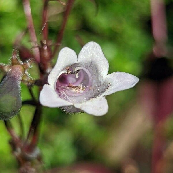 Penstemon digitalis Kvet