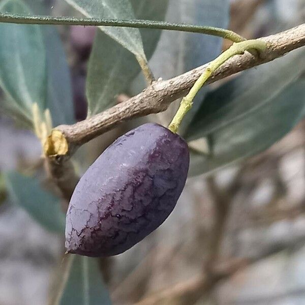 Olea europaea ᱡᱚ