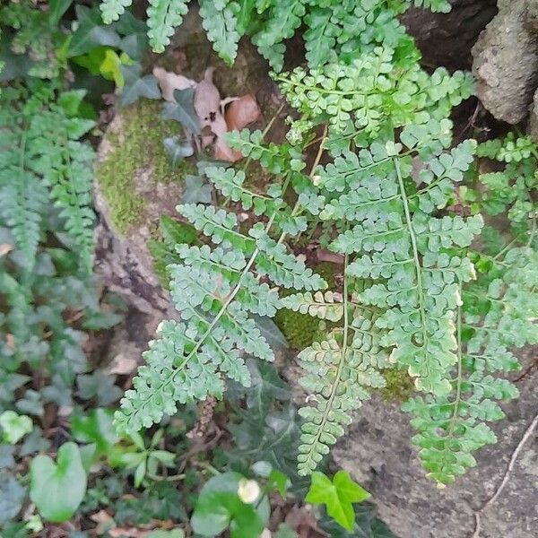 Asplenium obovatum Liść