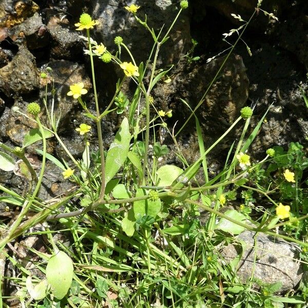 Ranunculus ophioglossifolius Outro