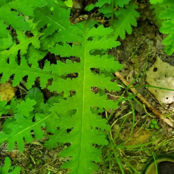 Pedicularis canadensis Leaf