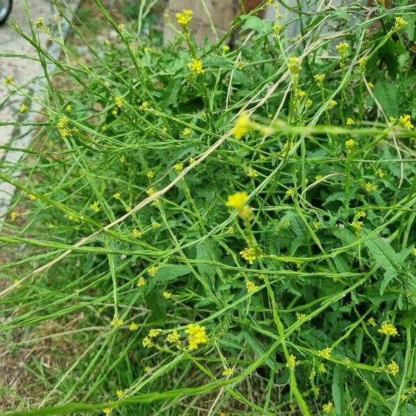 Sisymbrium officinale Habitat