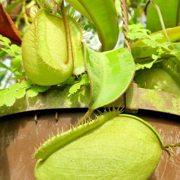 Nepenthes ampullaria Blomst