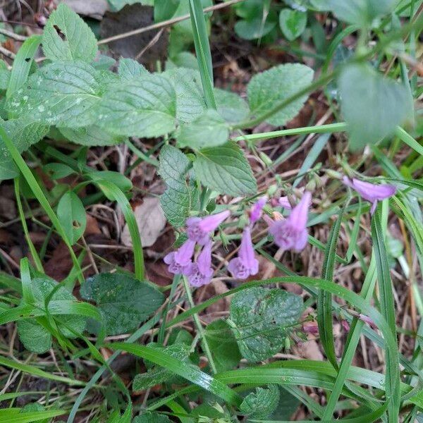 Clinopodium menthifolium Folio