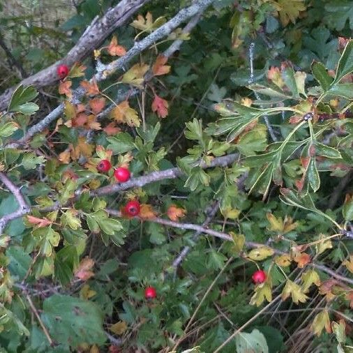 Crataegus monogyna পাতা