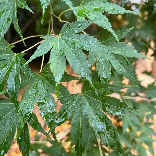 Acer palmatum Leaf