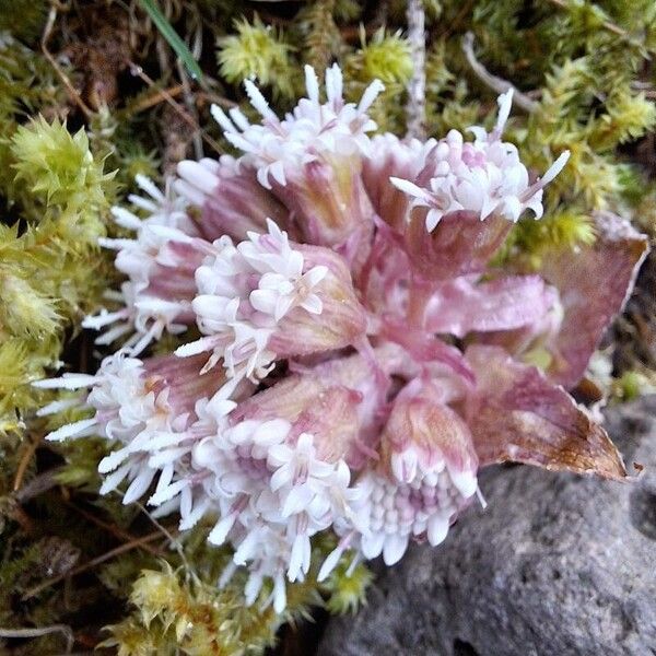 Petasites paradoxus Blomst