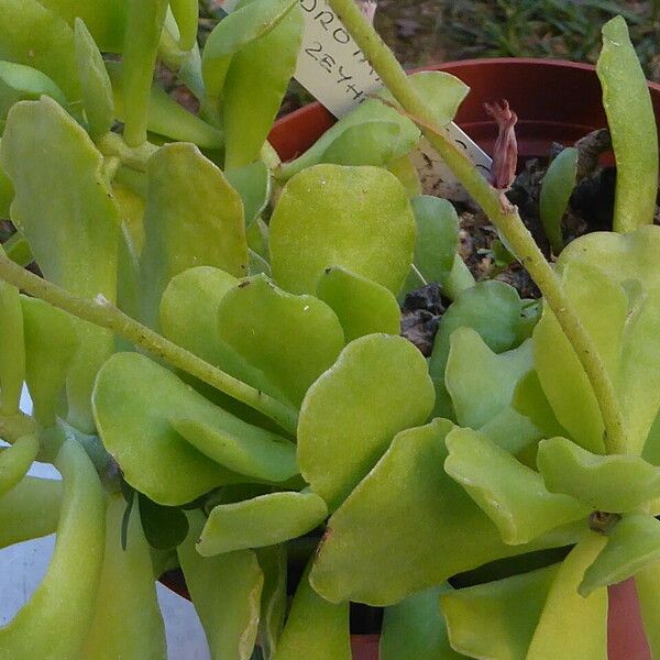 Adromischus cristatus Leaf