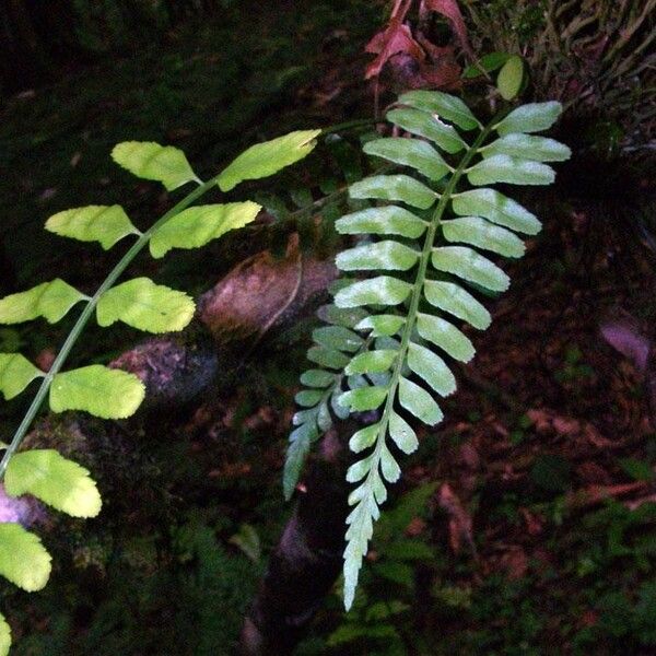 Asplenium bipartitum Folha