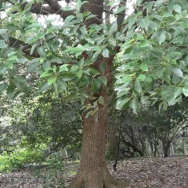 Cinnamomum camphora Habitus