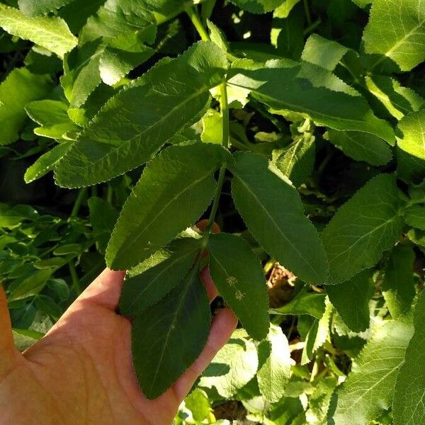 Opopanax chironium Leaf