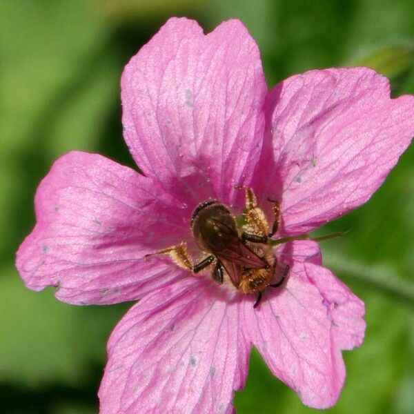 Geranium endressii Flower