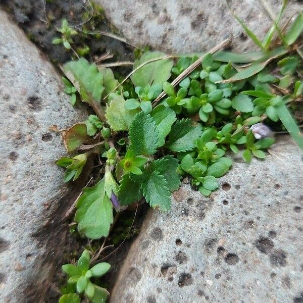 Mazus pumilus Leaf