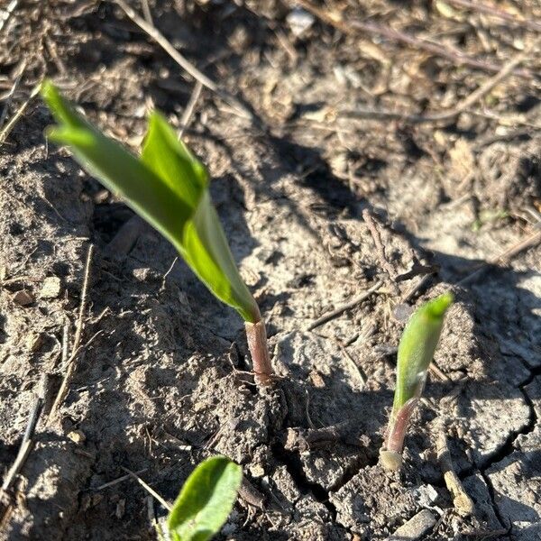 Uvularia sessilifolia Листок