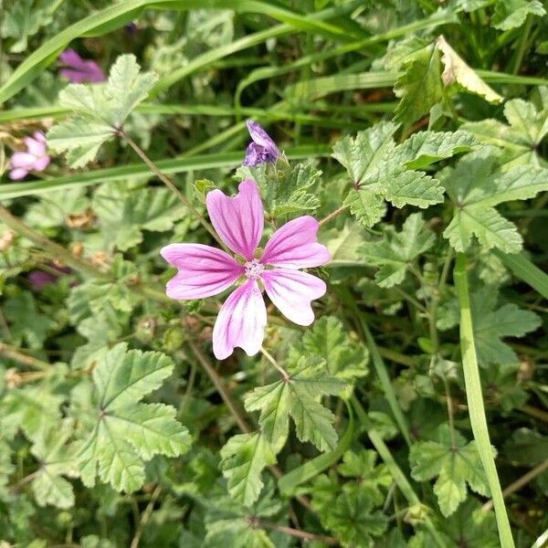 Malva setigera Flor