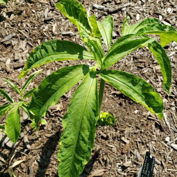 Arisaema dracontium পাতা