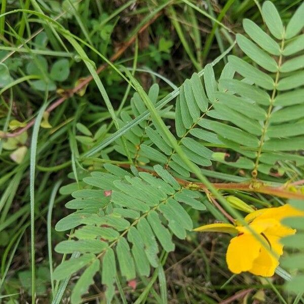 Chamaecrista fasciculata Leaf