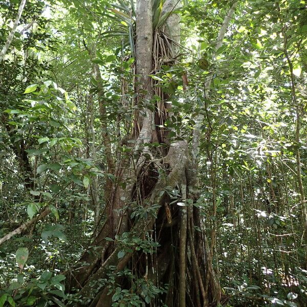 Ficus nymphaeifolia Bark