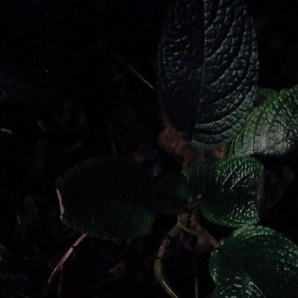 Begonia cubensis Leaf