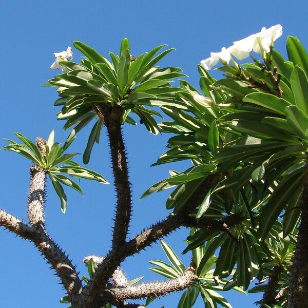 Pachypodium geayi 花