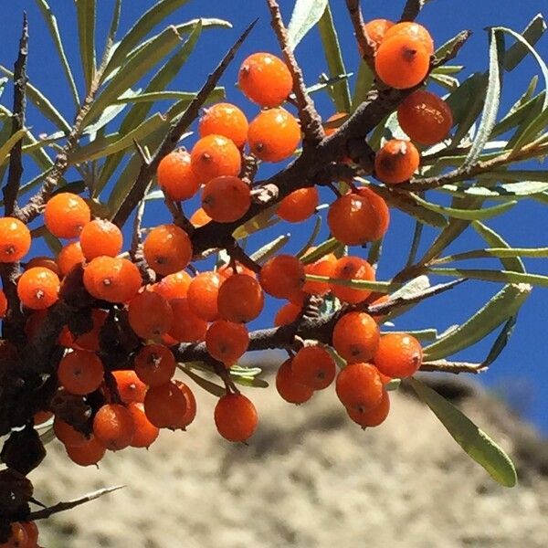 Hippophae rhamnoides Hedelmä