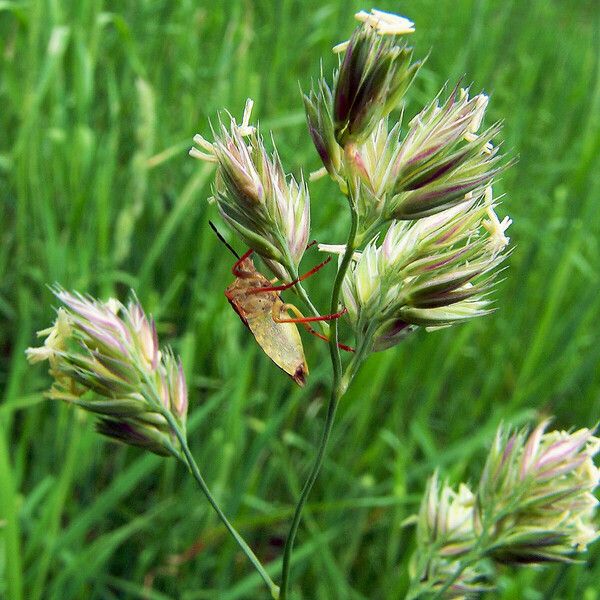 Dactylis glomerata 花