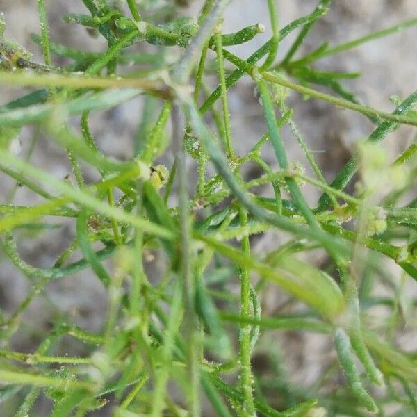 Spergularia diandra Fuelha