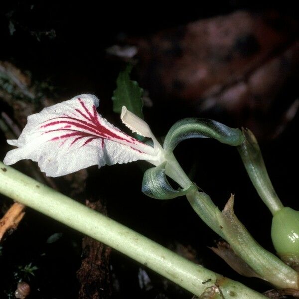 Elettaria cardamomum Flor