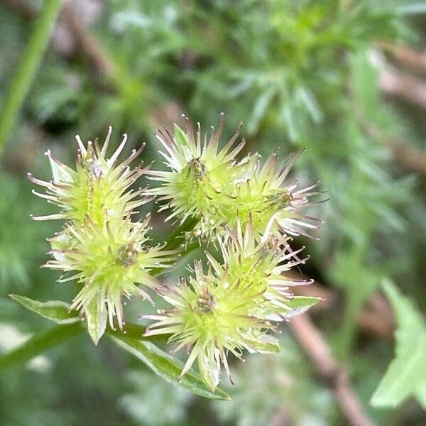 Caucalis platycarpos Fruit