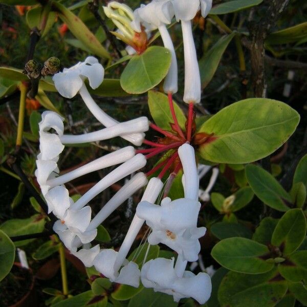 Rhododendron suaveolens Flower
