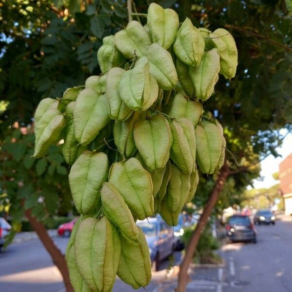 Koelreuteria paniculata Meyve