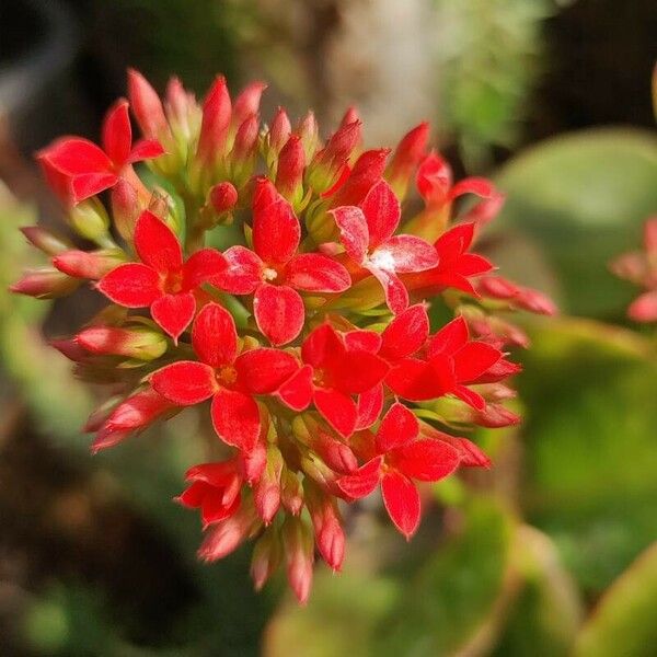 Kalanchoe crenata Flower