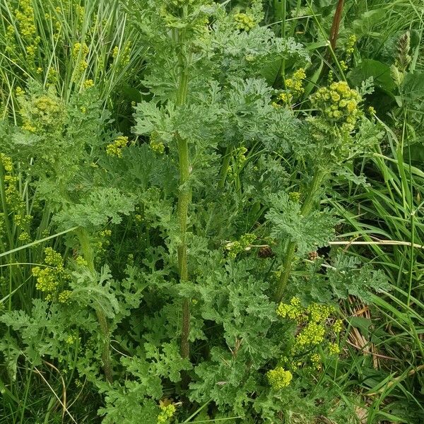 Senecio sylvaticus Habit