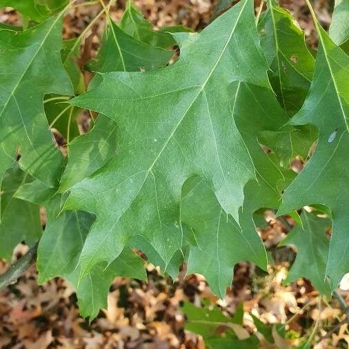 Quercus rubra Leaf