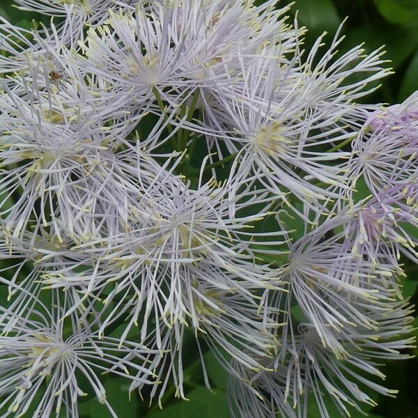 Thalictrum aquilegiifolium Flower