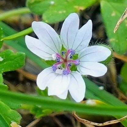 Geranium pusillum Flower