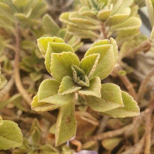 Coleus neochilus Deilen