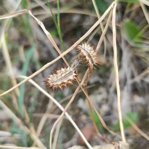 Caucalis platycarpos ফল