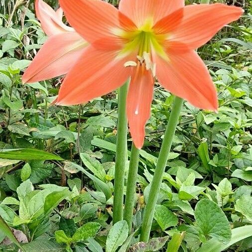 Hippeastrum puniceum Blomma