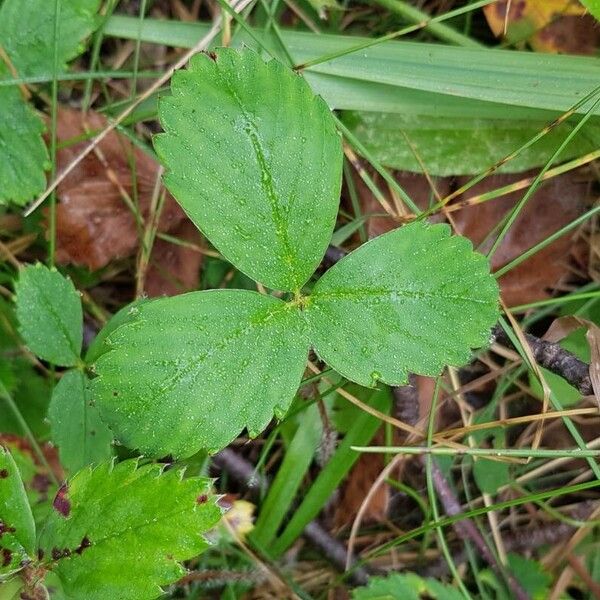 Fragaria virginiana Folha