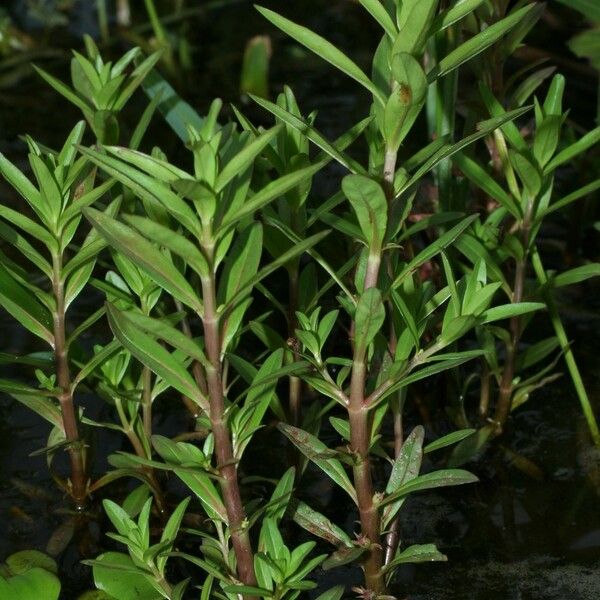 Rotala ramosior Habitus